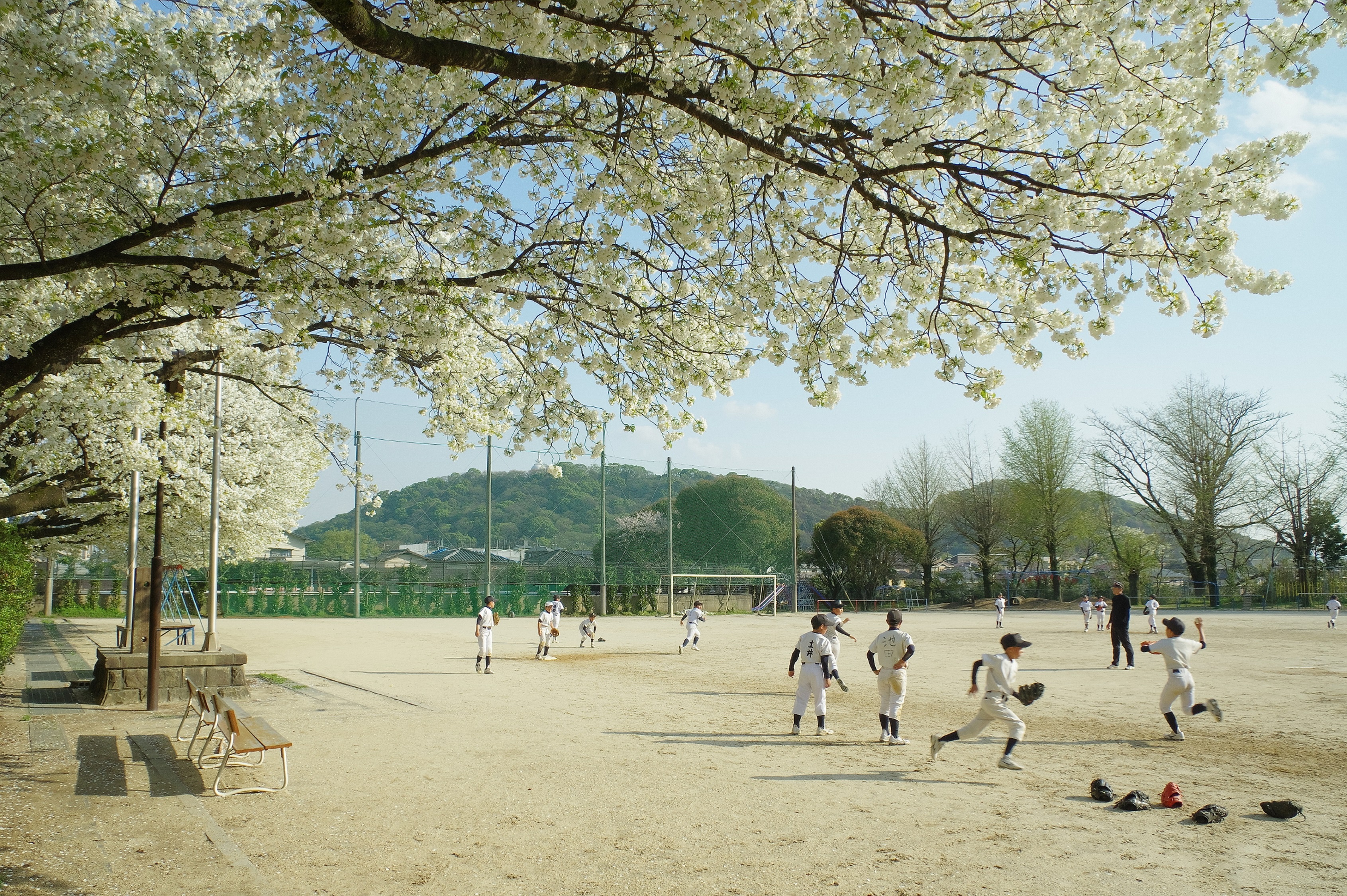 咲き誇る千原桜のもとへ 咲き誇る千原桜のもとへ