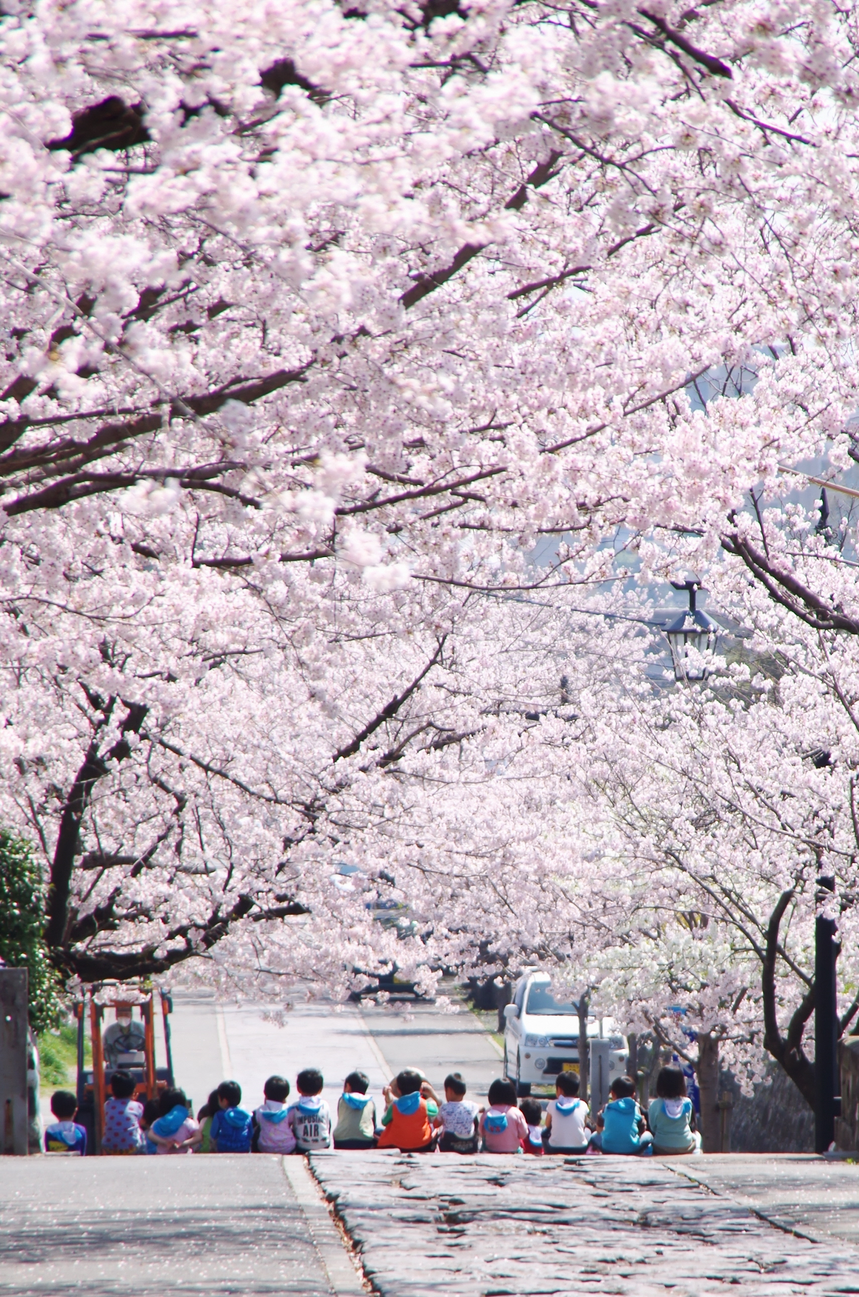 園児もお花見 園児もお花見