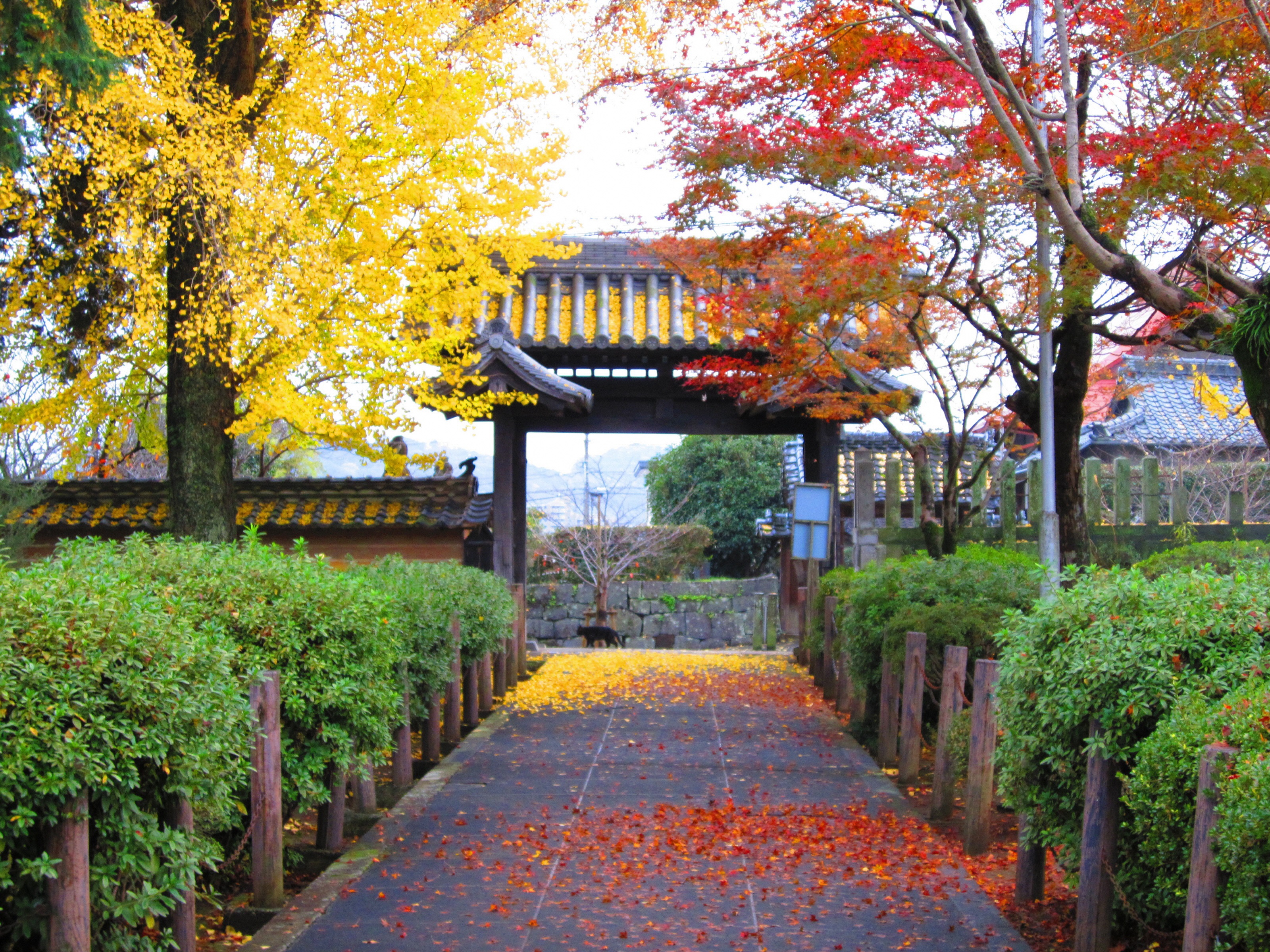 秋の本妙寺 秋の本妙寺