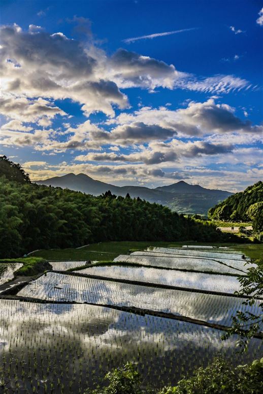 美しい大将陣棚田