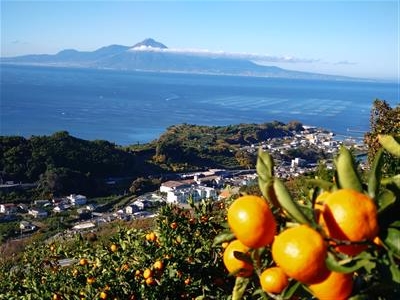 河内町のミカン畑と有明海