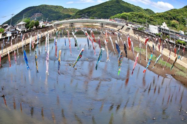 63　No37-1 坪井川鯉のぼり