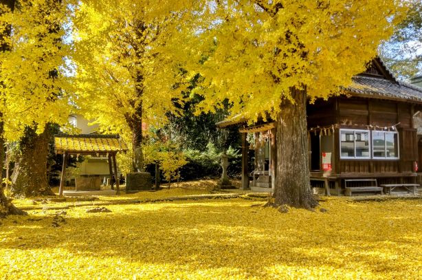 11　No15-1 在りし日の地域で愛された池田八幡宮